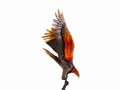 Daum Aigle royal prestige glass sculpture of a soaring eagle in orange and black tones.