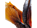 Daum Aigle royal prestige glass eagle sculpture with amber and dark textured wings