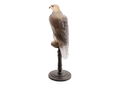 Daum Faucon Gerfaut Ambre-rose glass sculpture by Madeleine Van der Knoop