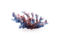 Daum Mer de Corail medium bowl in blue and red glass on a white base
