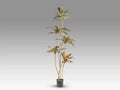 Luxury Schuller DRACENA ROJA- Benjamin & Maxwell