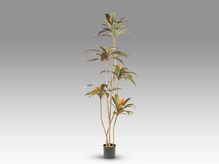Luxury Schuller DRACENA ROJA- Benjamin & Maxwell