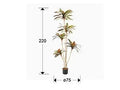 Luxury Schuller DRACENA ROJA - Benjamin & Maxwell