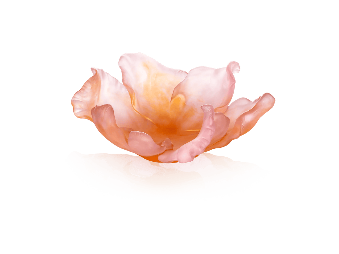 Luxury Tulipe Coupe ambre rose 99ex  Benjamin & Maxwell