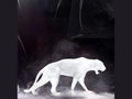 Daum Wild Panther Blanche by Richard Orlinski sculpture in a dark misty setting
