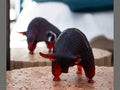 Daum Zebu de Xavier Carnoy 1000ex glass bull sculpture in dark red and black tones.