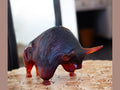Daum Zebu de Xavier Carnoy glass bull sculpture in dark amber tones