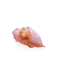 Arum Coupe Ambre-rose - Daum