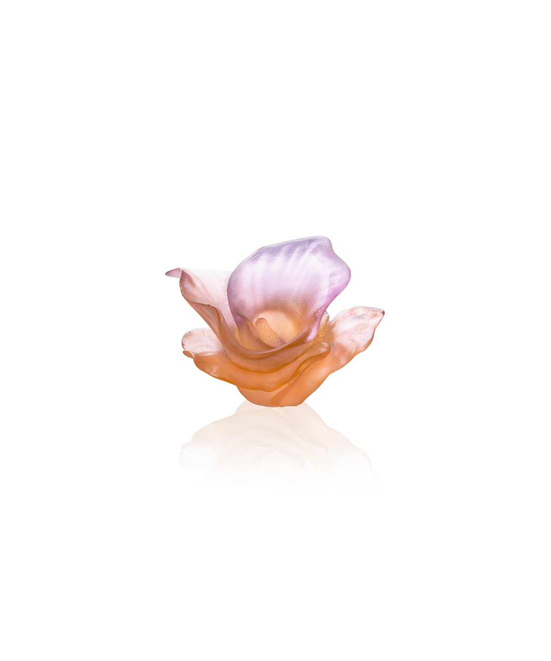 Arum Fleur décorative Ambre-rose - Daum