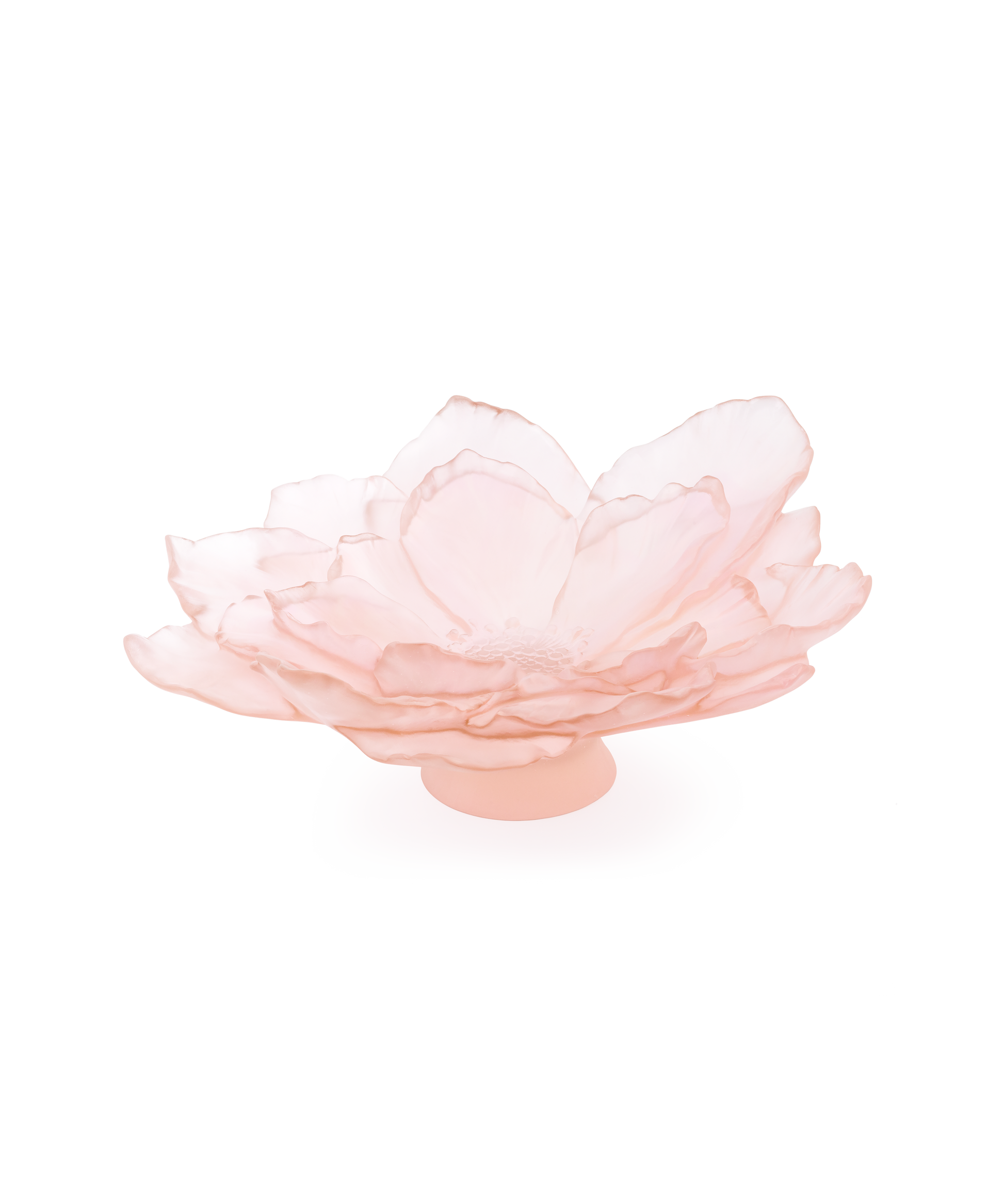 Camelia Coupe grand modèle Rose - Daum