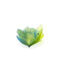 Fleur de Paon Exotique Coupe moyen modèle - Daum