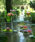 Jardin de Lotus Soliflore Ambre-rose - Daum