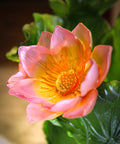 Jardin de Lotus Vase magnum 99ex - Daum