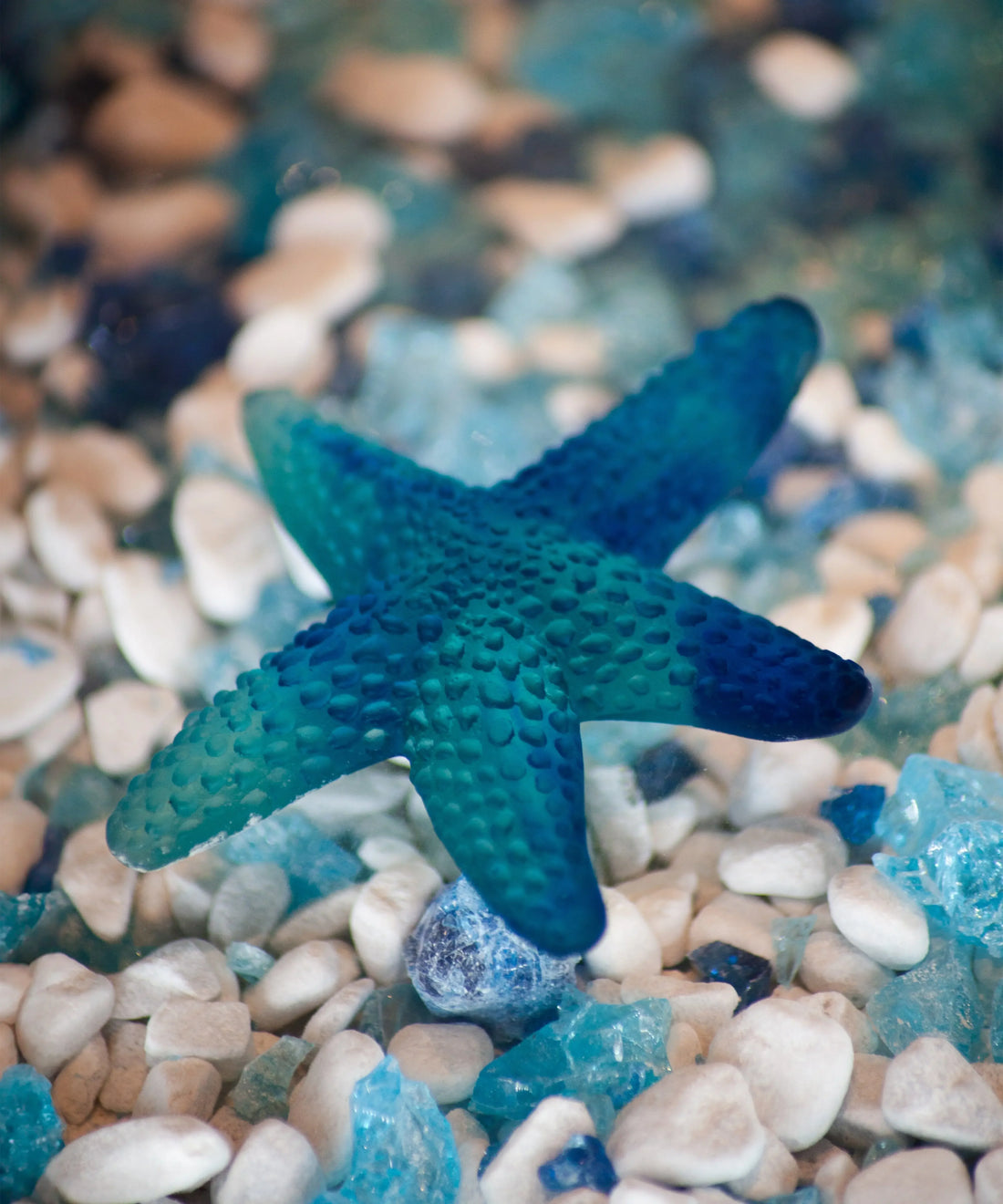 daum-default-title-mer-de-corail-etoile-de-mer-bleue-57387050598739 - Benjamin & Maxwell