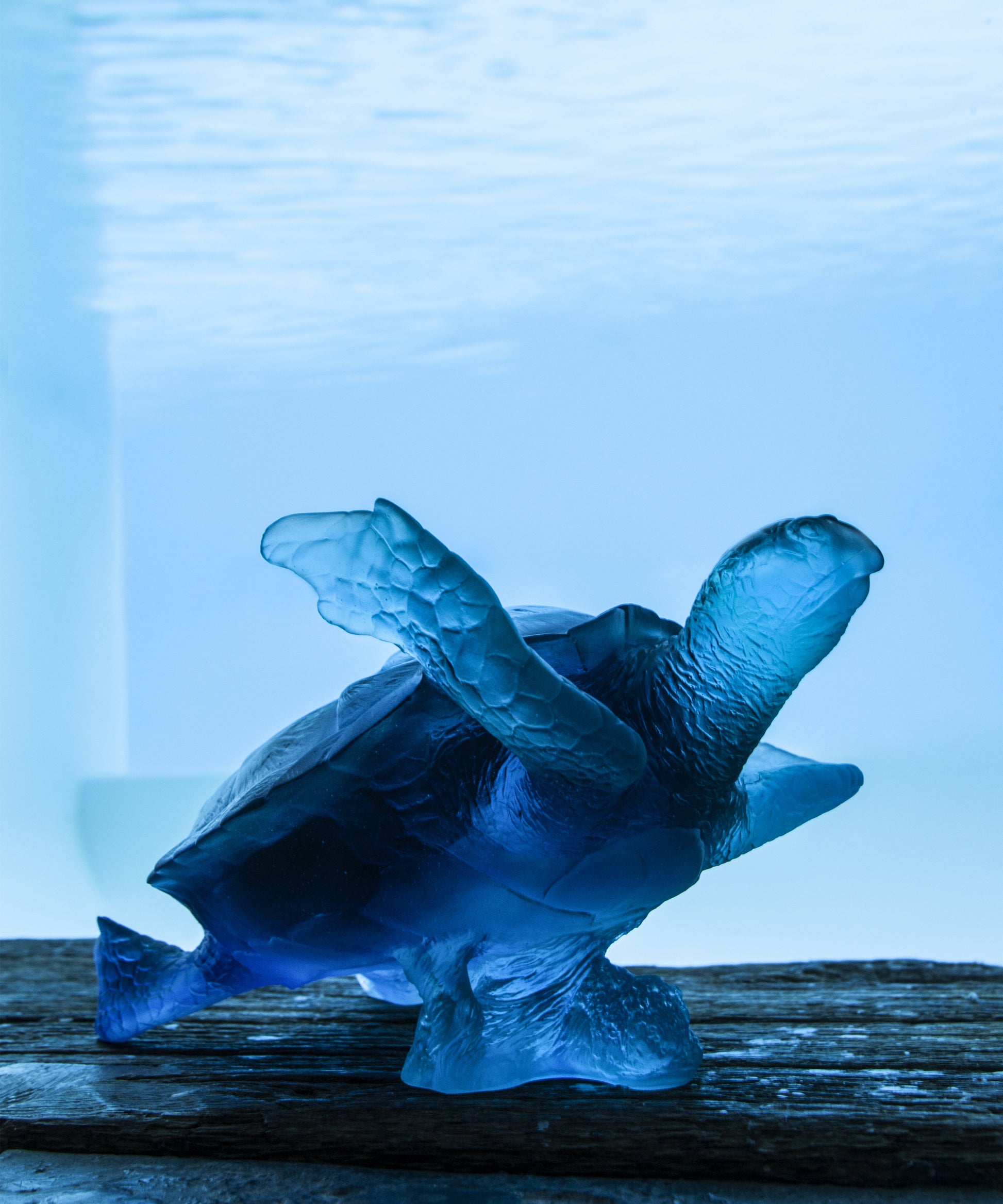 Mer de Corail Tortue de mer grand modèle Bleue - Daum