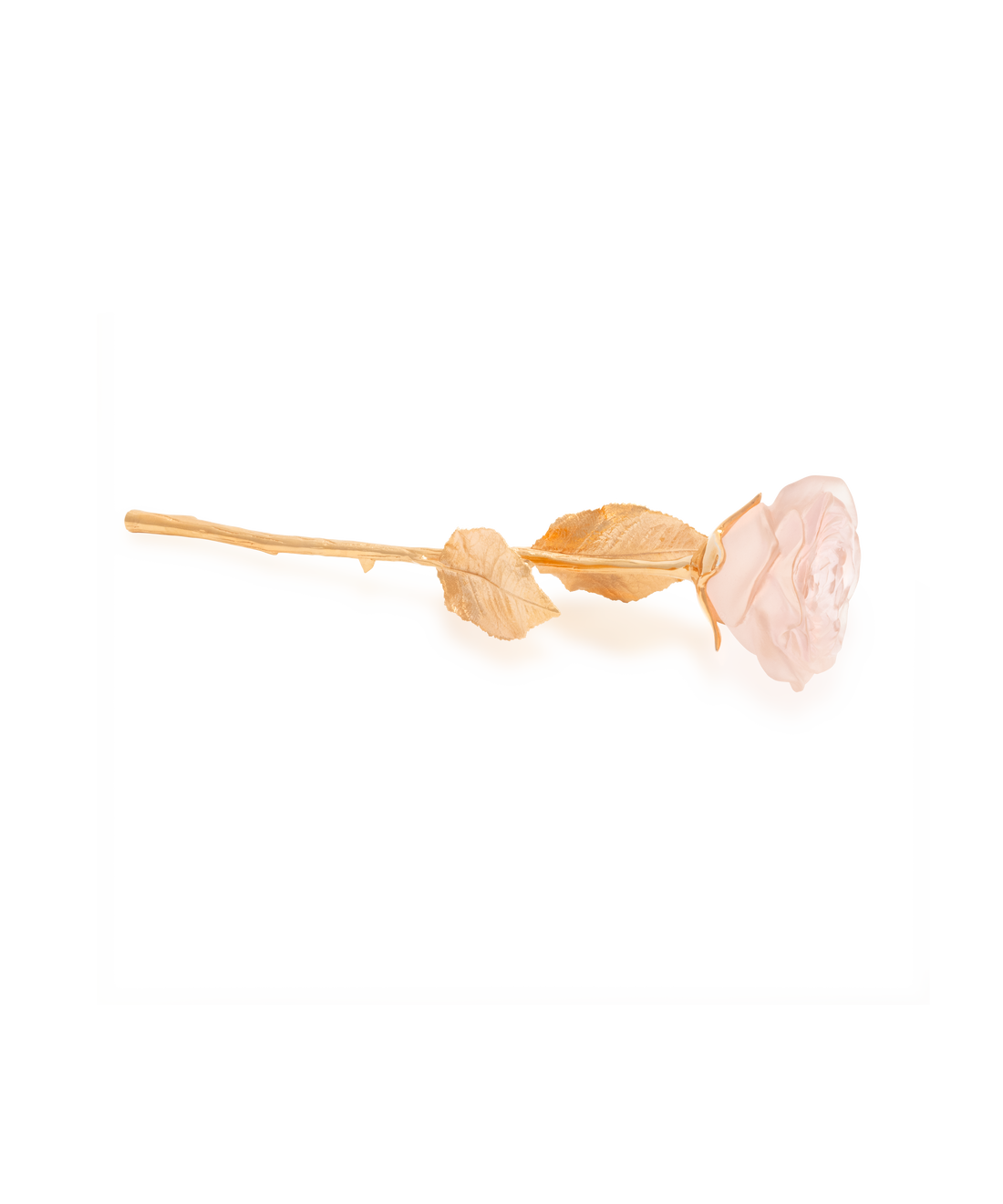 Rose Eternelle Rose poudré
