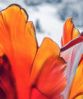 Tulipe Vase magnum Ambre foncé 50ex - Daum