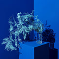 Limelight Vase Clear Tall
