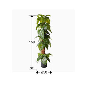 TARO - ARTIFICIAL PLANT H150