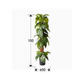 TARO - ARTIFICIAL PLANT H150