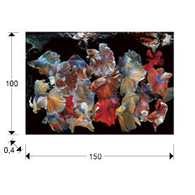 SCHULLER - Decoration Prints and Photos Peces Siam 755016