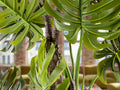 MONSTERA - ARTIFICIAL PLANT H210