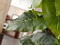 TARO - ARTIFICIAL PLANT H150