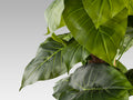 TARO - ARTIFICIAL PLANT H150