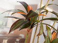 DRACENA ROJA - ARTIFICIAL PLANT H220