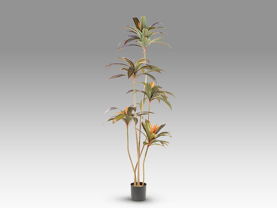 Dracena Roja - Artificial Plant H220