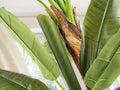 PLATANERA - ARTIFICIAL PLANT H180