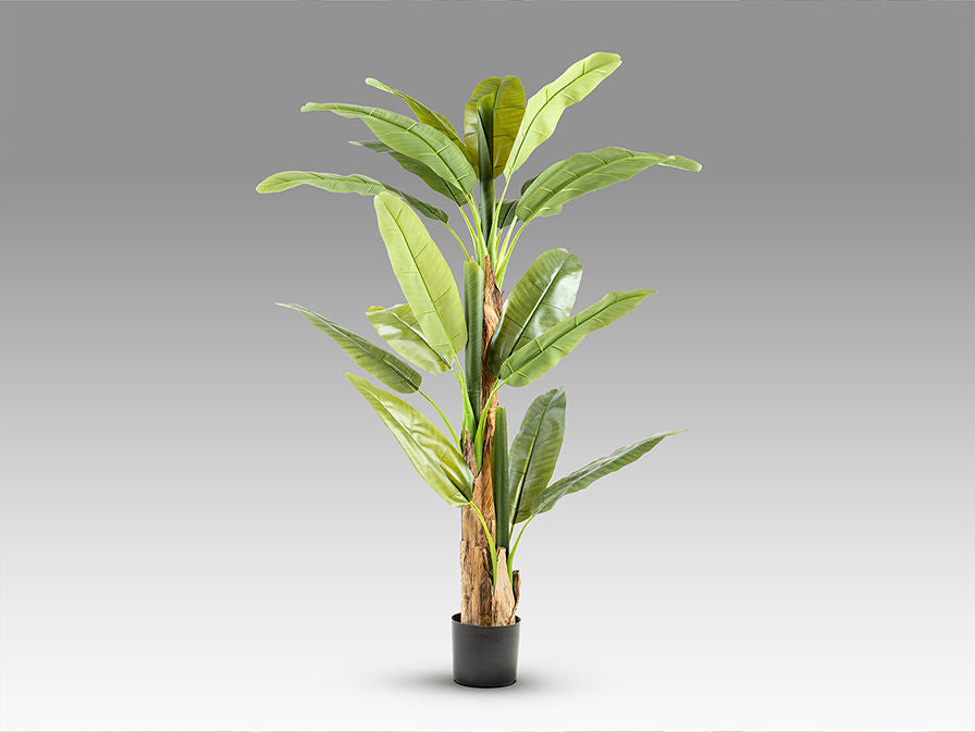 PLATANERA - ARTIFICIAL PLANT H180