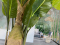 AVE PARAISO - ARTIFICIAL PLANT H250