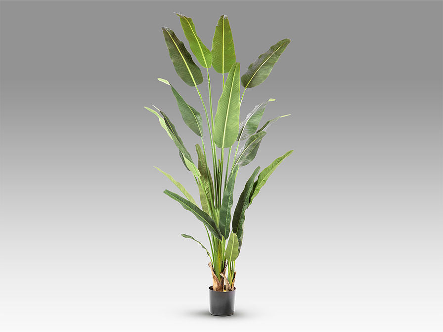 Palma Viajero - Artificial Plant H240