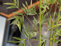 BAMBU - ARTIFICIAL PLANT H170