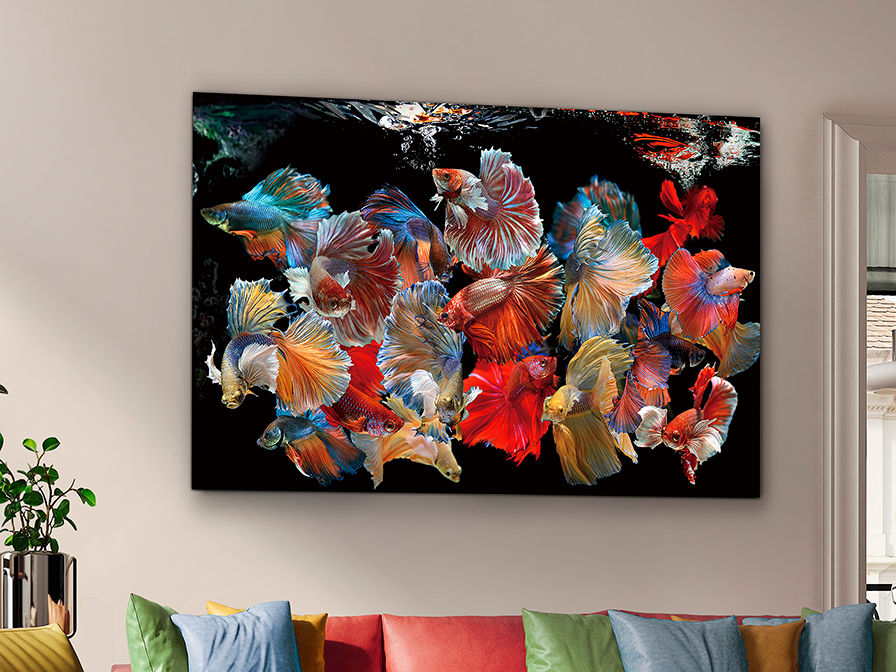 SCHULLER - Decoration Prints and Photos Peces Siam 755016