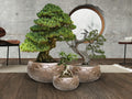 CANELA- SET 3 PLANTERS- BRONZE